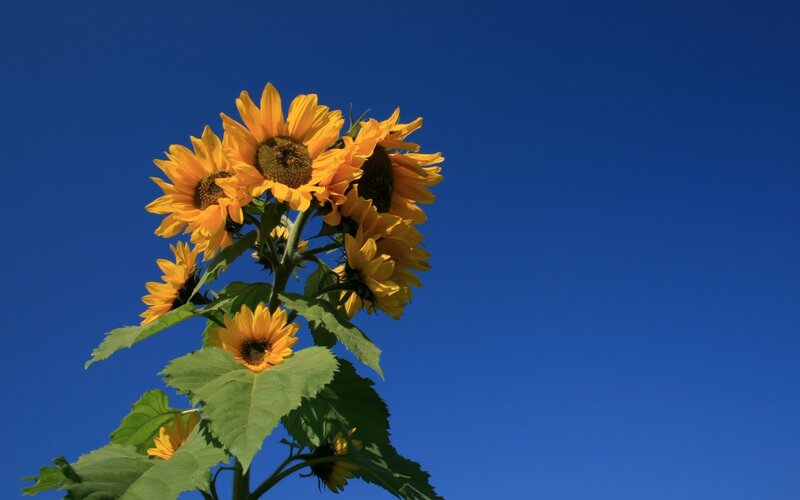 Sunflowers Against Blue Sky — Serene, Afternoon, Photograph