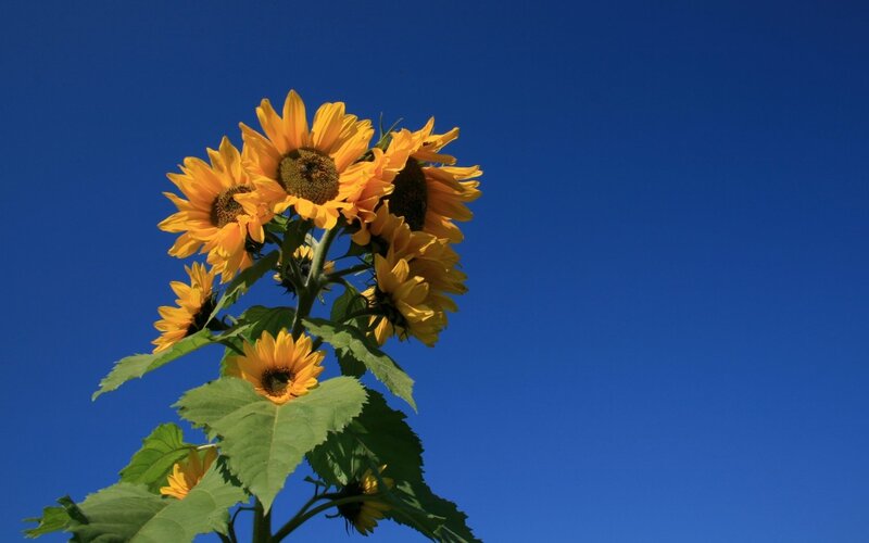 Sunflowers Against Blue Sky — Serene, Afternoon