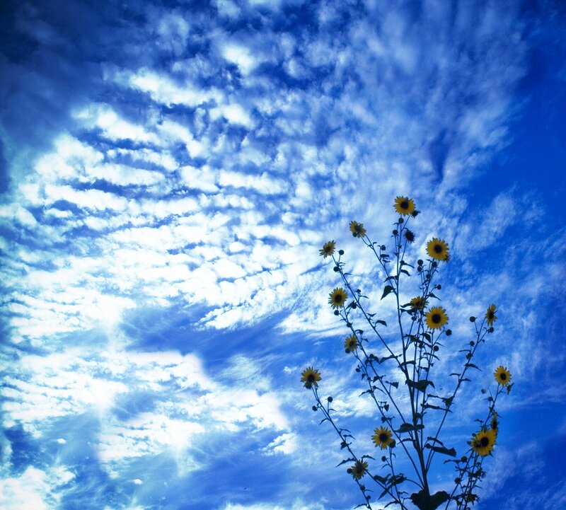 Sunflowers Against Blue Sky — Serene