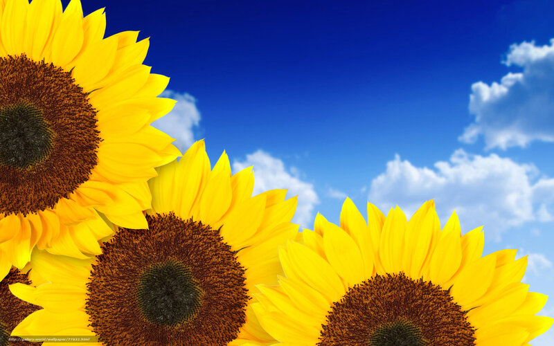 Sunflowers against blue sky