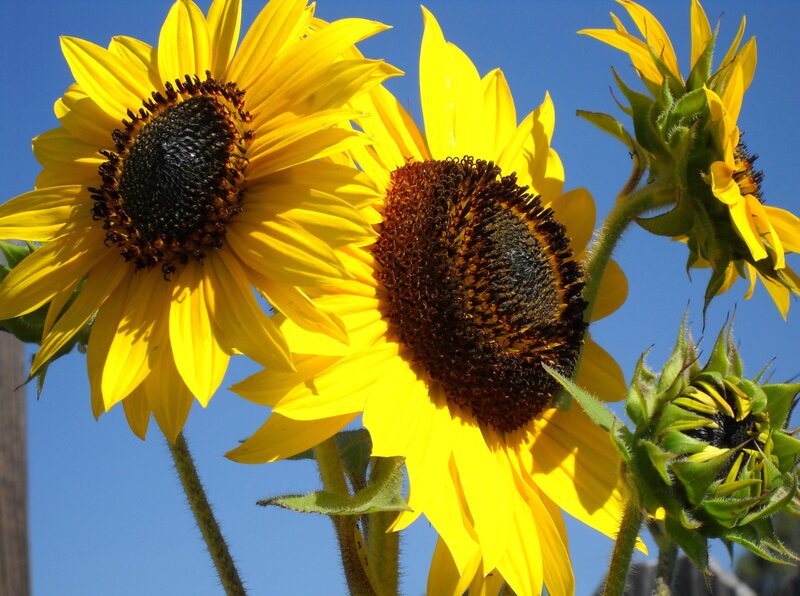 Sunflowers Against Blue Sky — Yellow, Bright, Afternoon, Photograph, Buds