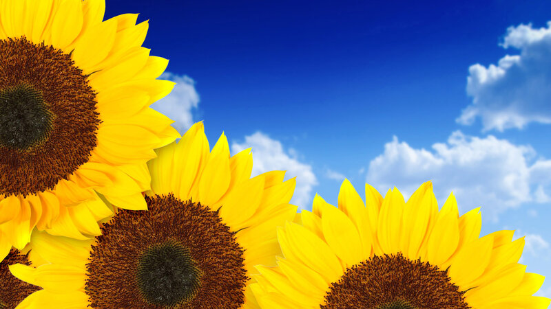 Sunflowers Against Blue Sky — Yellow, Bright, Afternoon, Photograph, Clouds