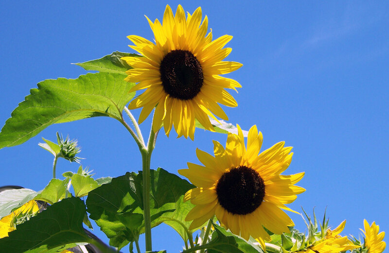Sunflowers Against Blue Sky — Yellow, Bright, Afternoon, Photograph
