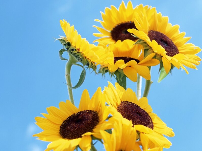 Sunflowers Against Blue Sky — Yellow, Bright, Afternoon