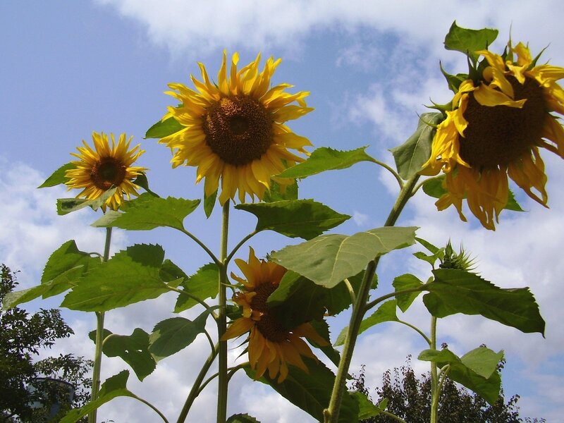 Sunflowers Against Blue Sky — Yellow, Serene, Afternoon