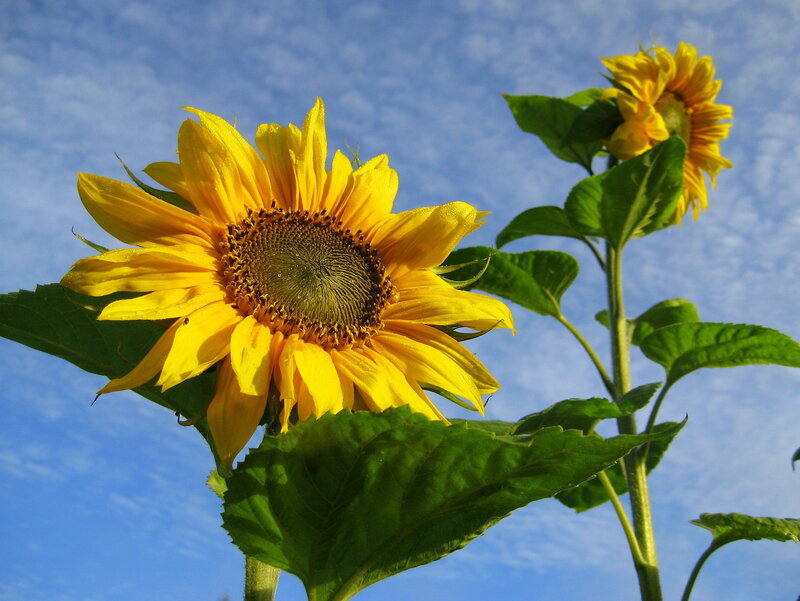 Sunflowers Against Blue Sky — Yellow, Serene