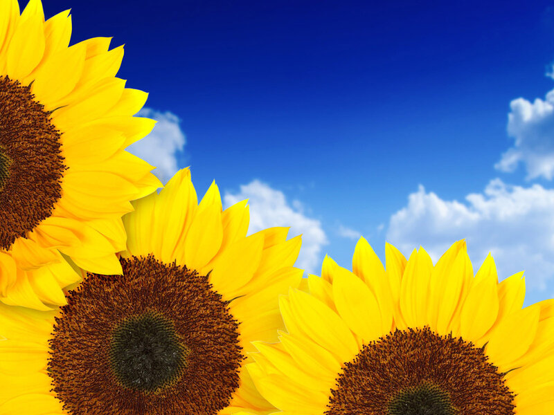 Sunflowers Against Blue Sky — Yellow