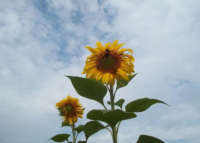 Sunflowers against cloudy sky