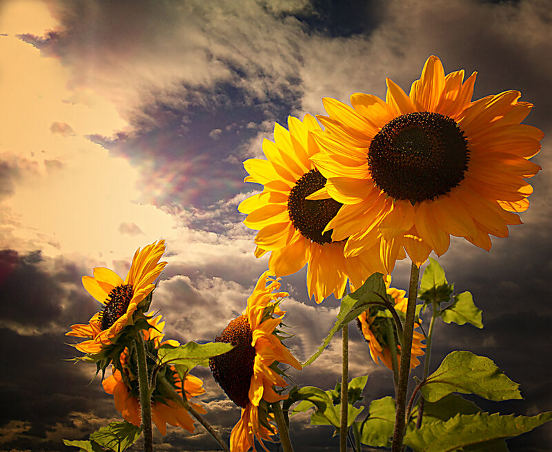 Sunflowers Against Cloudy Sky — Yellow