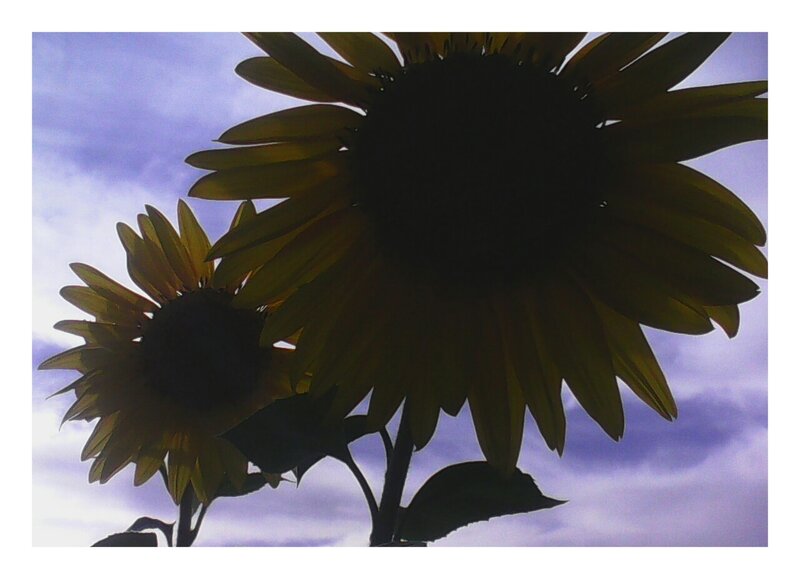 Sunflowers Against Sky
