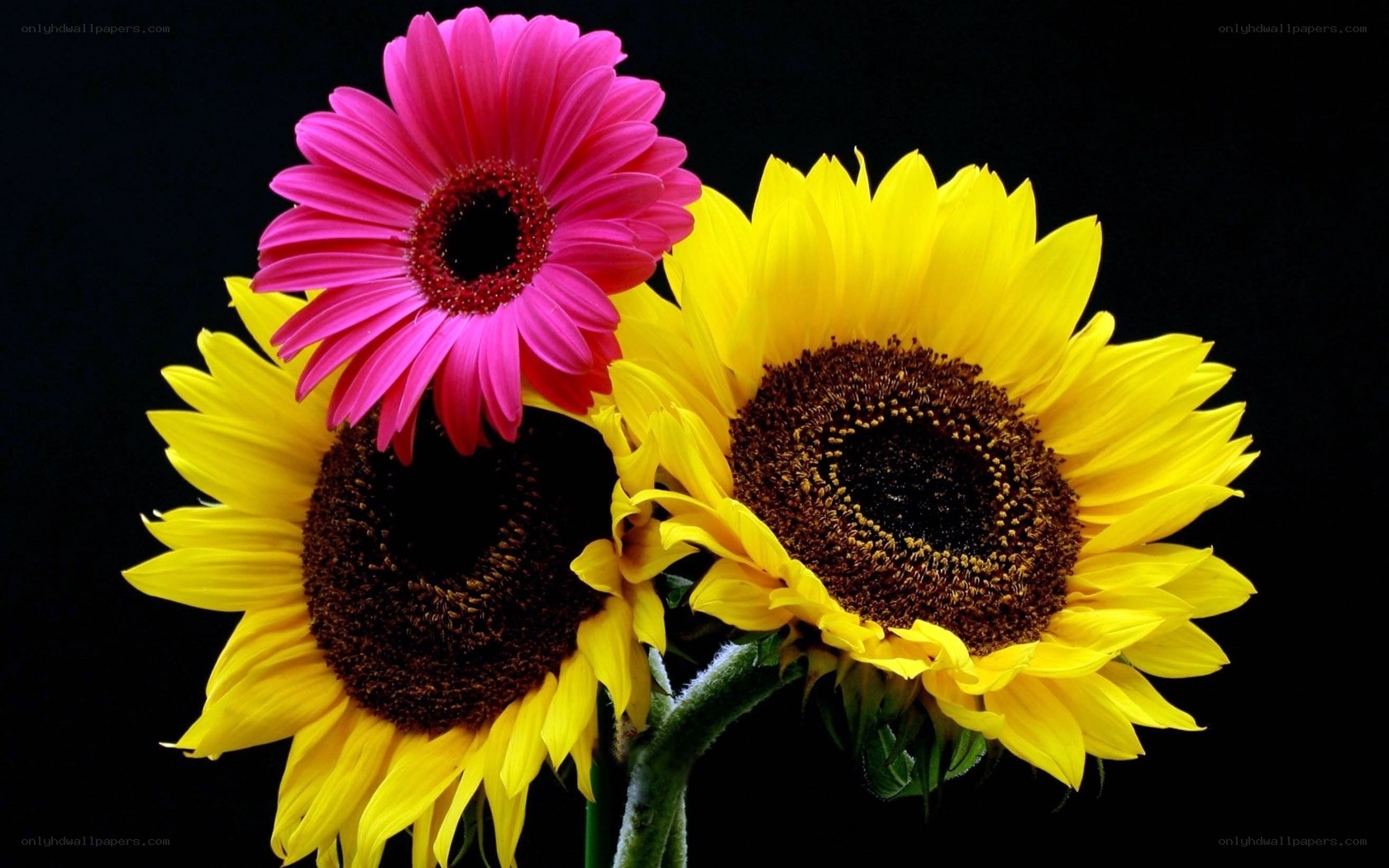Sunflowers and a pink daisy