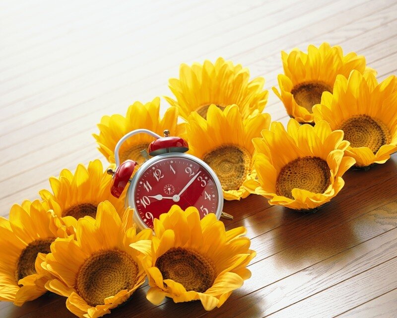 Sunflowers and Alarm Clock