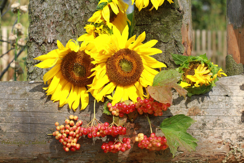 Sunflowers and Berries