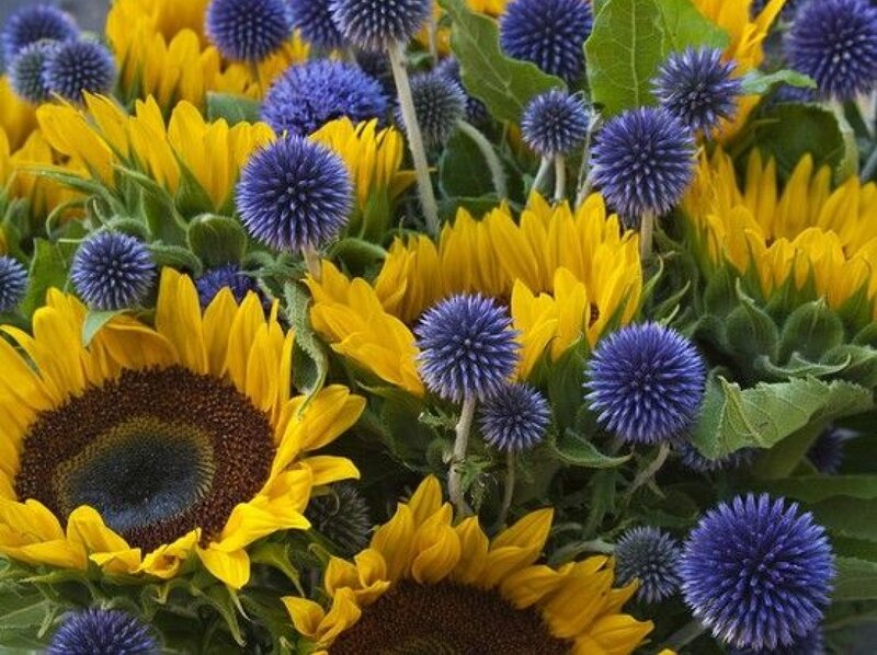 Sunflowers and Blue Thistles