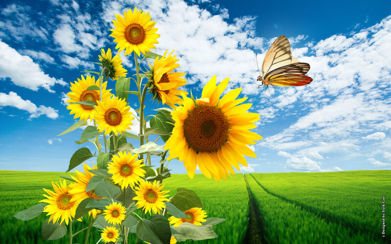 Sunflowers and Butterfly