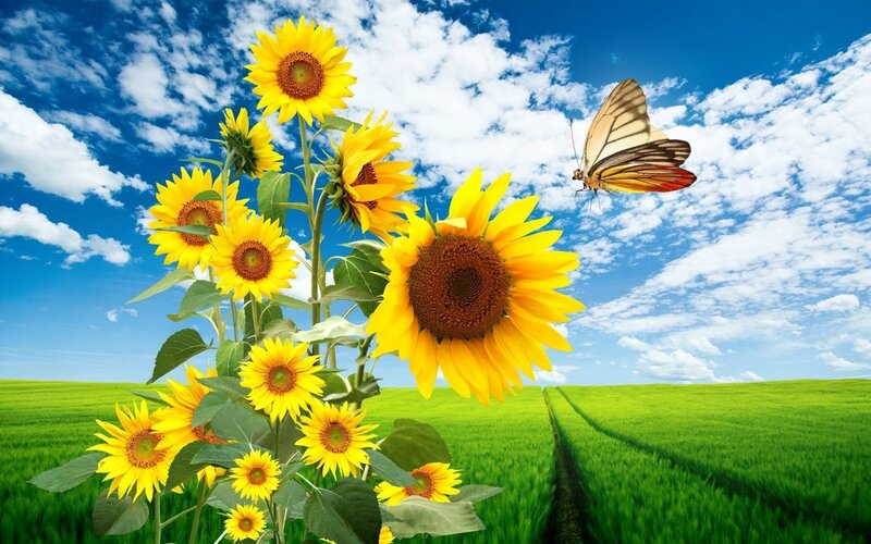 Sunflowers and Butterfly — Yellow, Serene