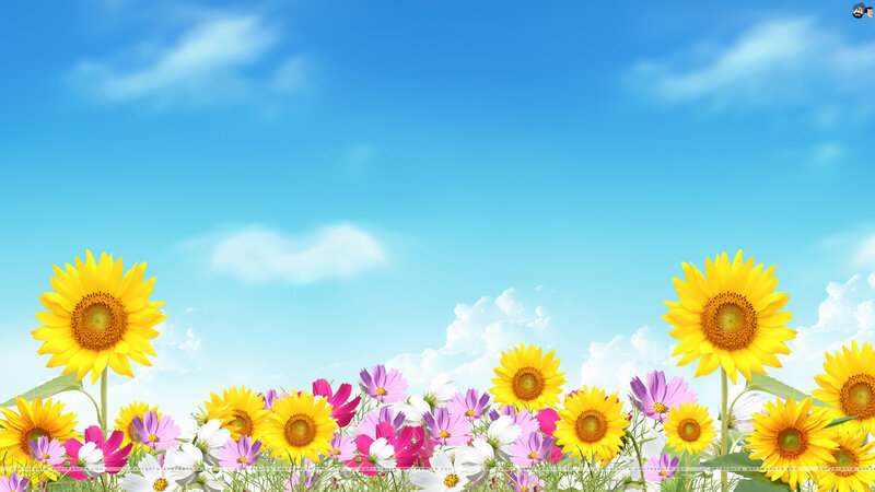 Sunflowers and Cosmos