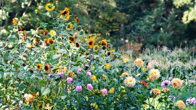 Sunflowers and Dahlias in Garden