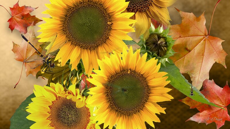 Sunflowers and Dragonflies