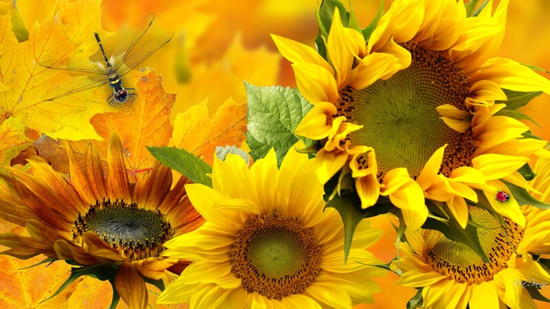 Sunflowers and Dragonfly — Yellow