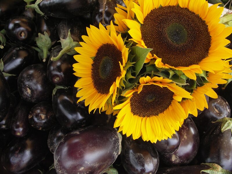 Sunflowers and Eggplants