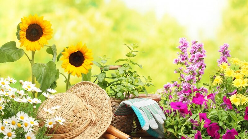Sunflowers and Garden Tools