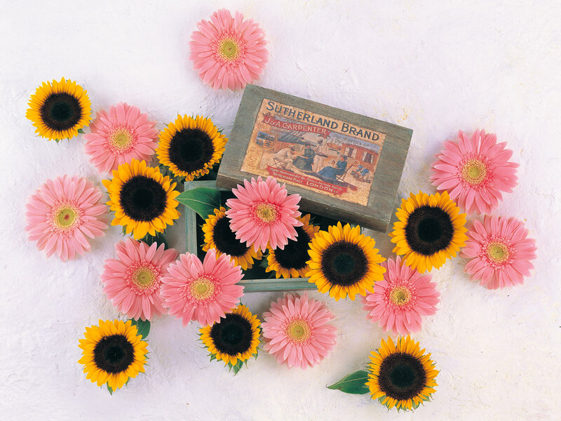 Sunflowers and Gerbera Daisies — Pink