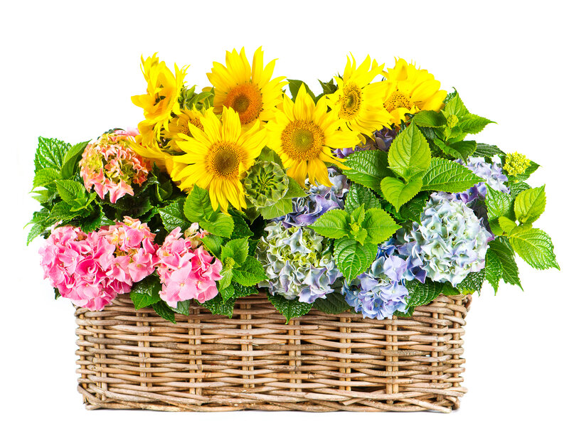 Sunflowers and Hydrangeas