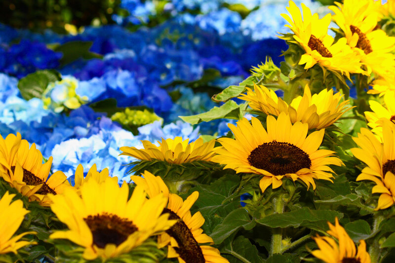 Sunflowers and Hydrangeas — Yellow, Bright