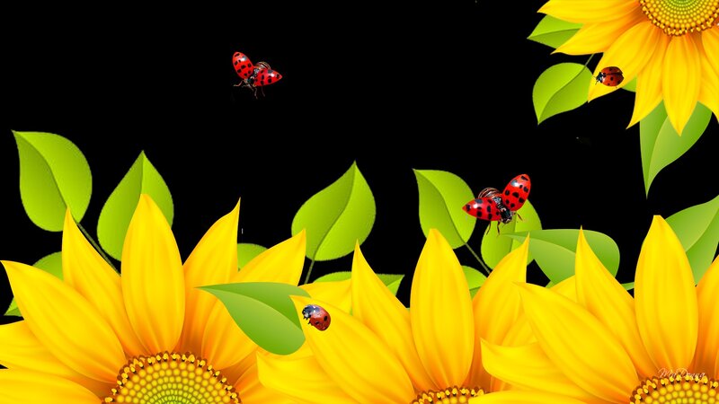 Sunflowers and Ladybugs