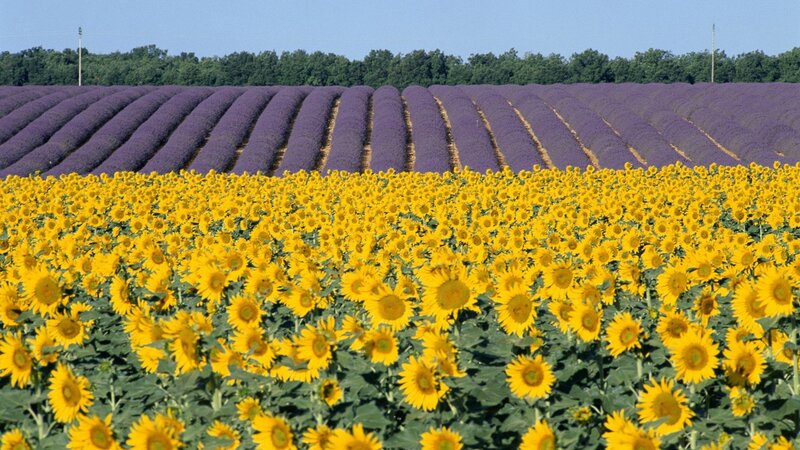 Sunflowers and lavender fields