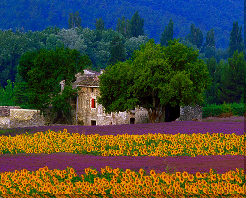 Sunflowers and lavender fields