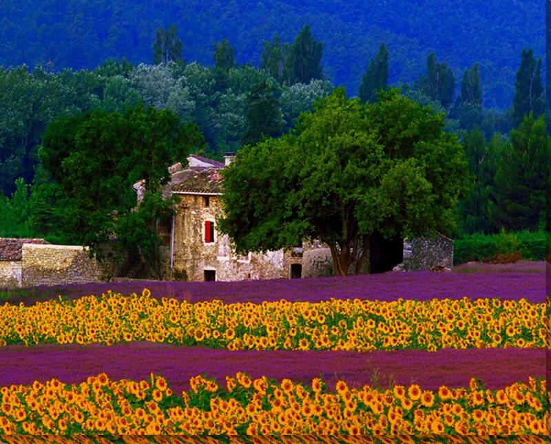 Sunflowers and Lavender Fields — Purple