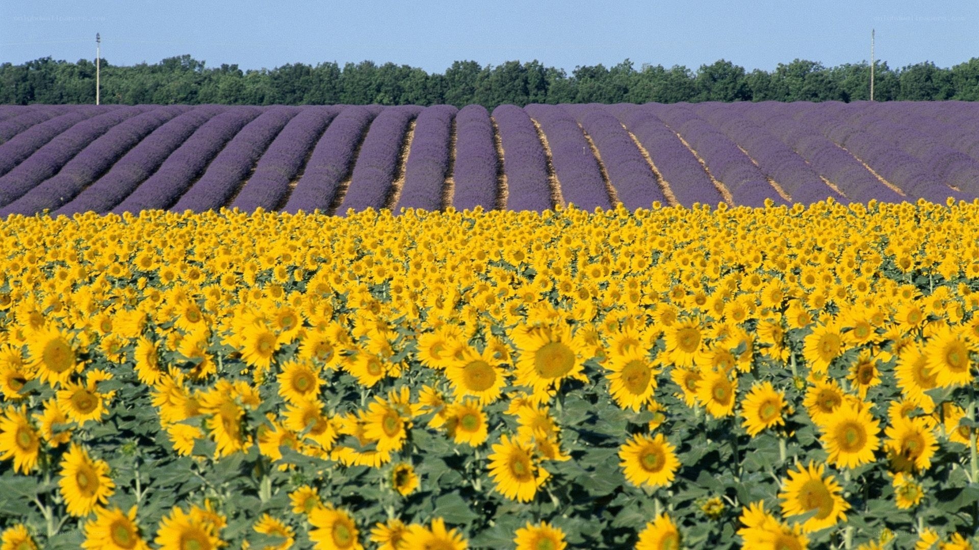 Sunflowers and lavender fields
