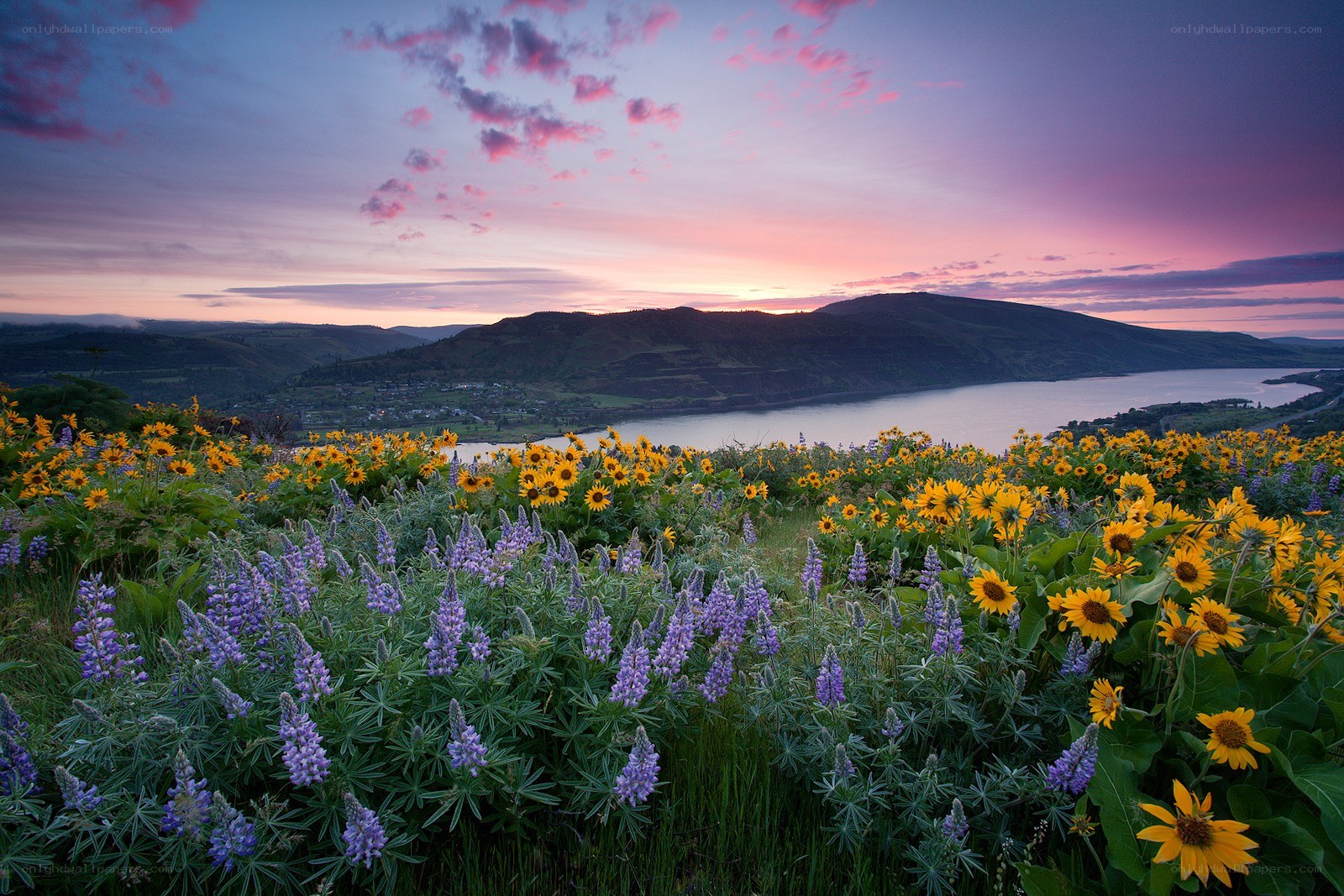 Sunflowers and lupines at sunset