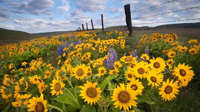 Sunflowers and Lupines Field