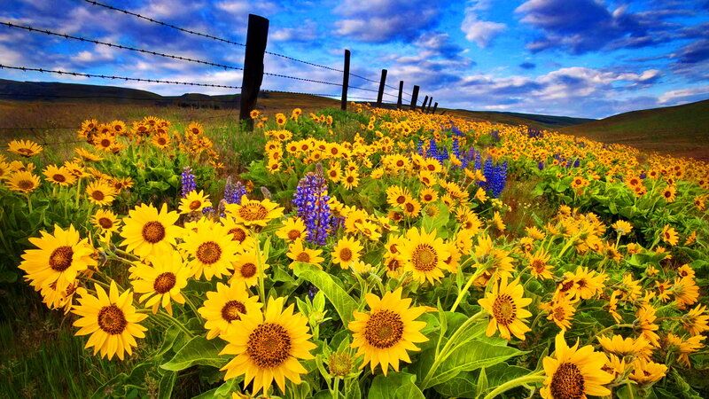 Sunflowers and Lupines Field — Yellow, Vibrant