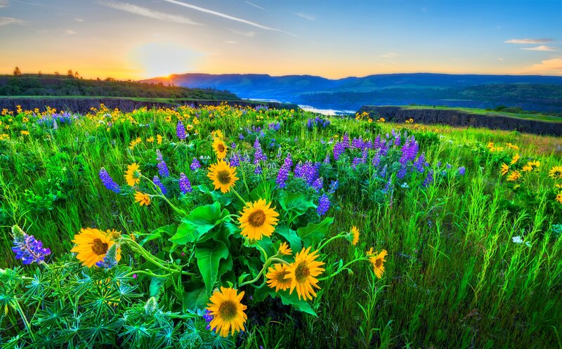 Sunflowers and Lupines in Field