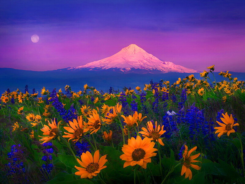 Sunflowers and Lupines — Purple, Serene, Night
