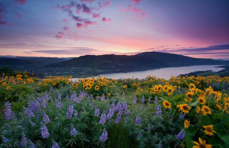 Sunflowers and Lupines — Purple