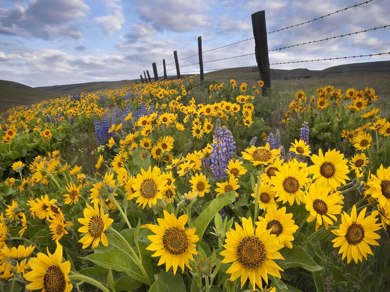 Sunflowers and Lupines — Yellow, Serene, Afternoon, Photograph