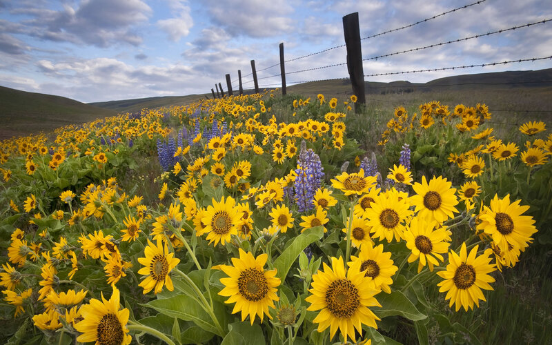 Sunflowers and Lupines — Yellow, Serene, Afternoon