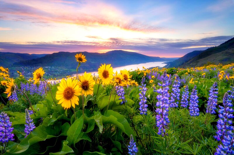 Sunflowers and Lupines — Yellow, Serene, Sunset, Photograph