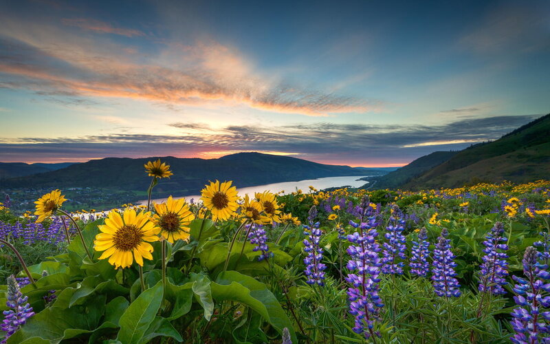 Sunflowers and Lupines — Yellow, Serene, Sunset