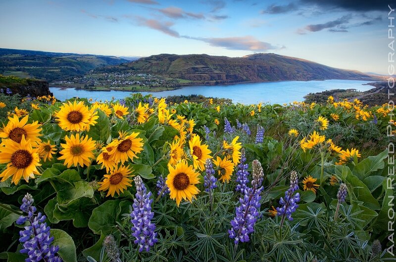 Sunflowers and Lupines — Yellow, Serene