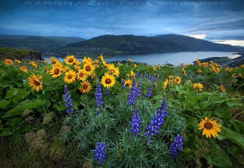Sunflowers and Lupines — Yellow