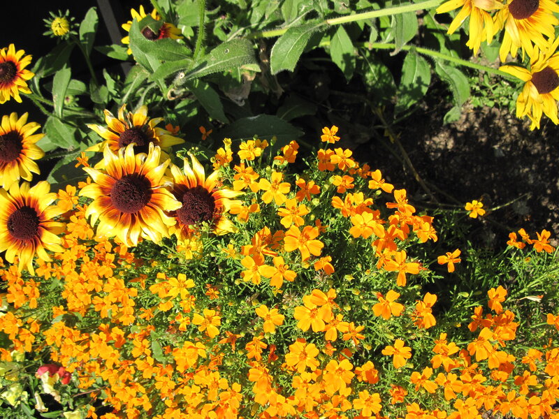 Sunflowers and Marigolds