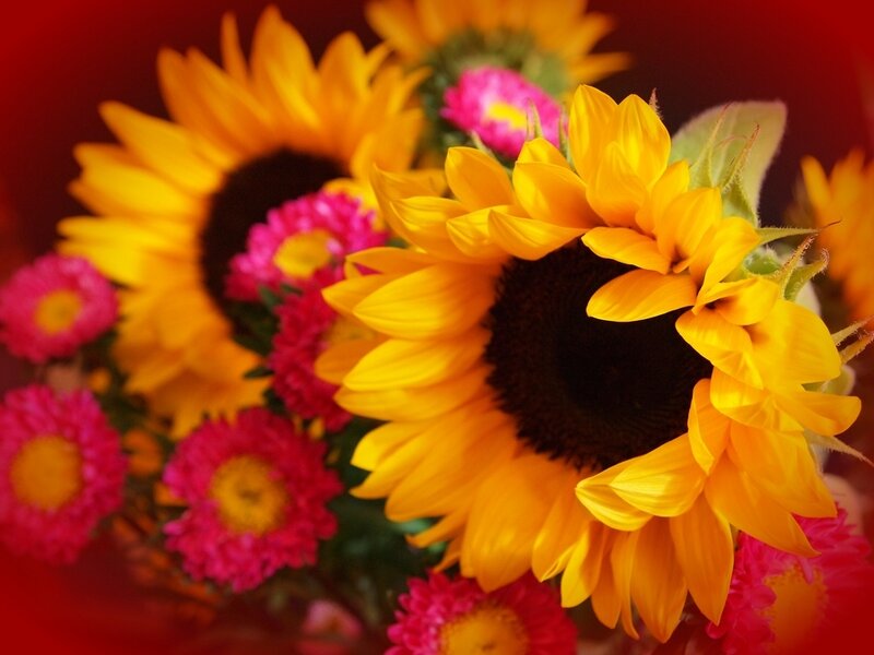 Sunflowers and Pink Flowers