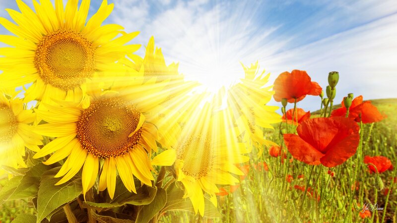 Sunflowers and Poppies