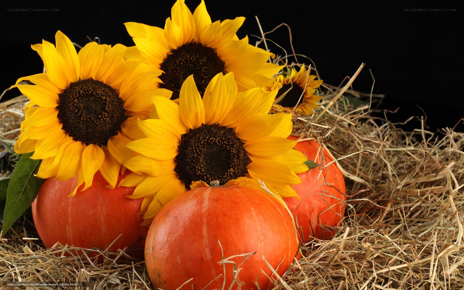 Sunflowers and pumpkins on hay